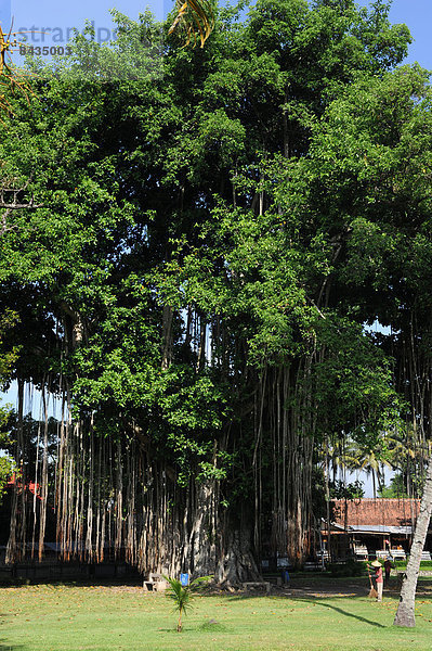 Baum  Wurzel  Asien  Borobudur  Indonesien  Java