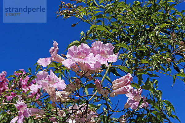 Europa  Blume  Pflanze  blühen  ES350  Andalusien  Spanien