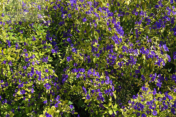 Sehenswürdigkeit  Europa  Blume  Strauch  blühen  Garten  ES350  Andalusien  Spanien  Tourismus