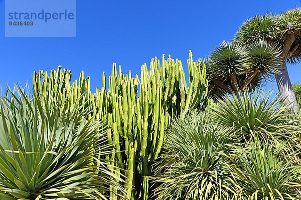 Detail  Details  Ausschnitt  Ausschnitte  Sehenswürdigkeit  Europa  Pflanze  Garten  ES350  Andalusien  Kaktusgarten  Jardin de Cactus  Spanien  Tourismus