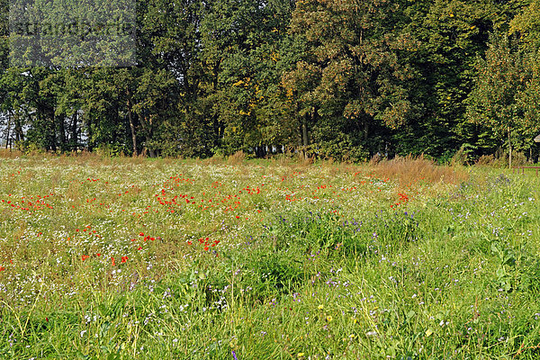 Landschaftlich schön  landschaftlich reizvoll  Landstraße  Europa  Blume  Baum  Landschaft  Pflanze  Feld  Gras  Deutschland