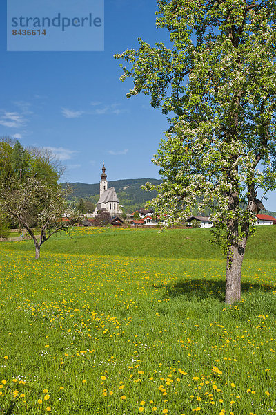 Birnbaum  Blumenwiese  Europa  Zorn  Baum  Landwirtschaft  Blüte  Kirche  Dorf  Feld  Bayern  Deutschland  Oberbayern