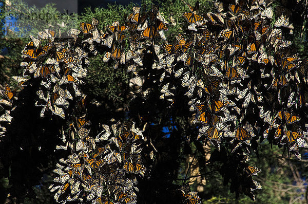 Vereinigte Staaten von Amerika  USA  Amerika  Monarchie  Schmetterling  Insekt  Kalifornien