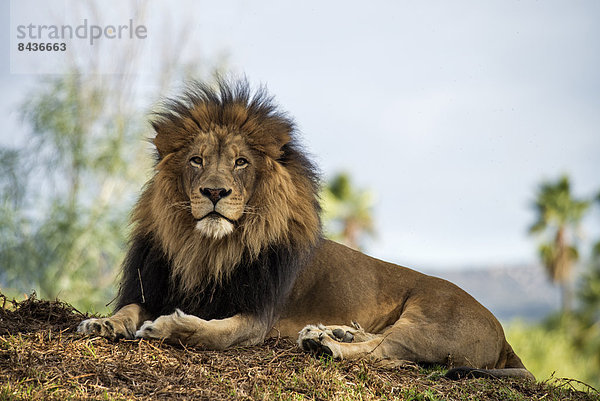 Löwe  Panthera leo  Portrait  Tier  Tierischer Kopf  Tierkopf  Kopfbedeckung  Männliches Tier  Männliche Tiere  männlich