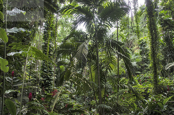 Wald  Jamaika  Ocho Rios  Regenwald