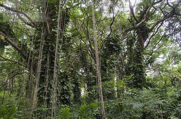 Wald  Natur  Jamaika  Ocho Rios  Regenwald