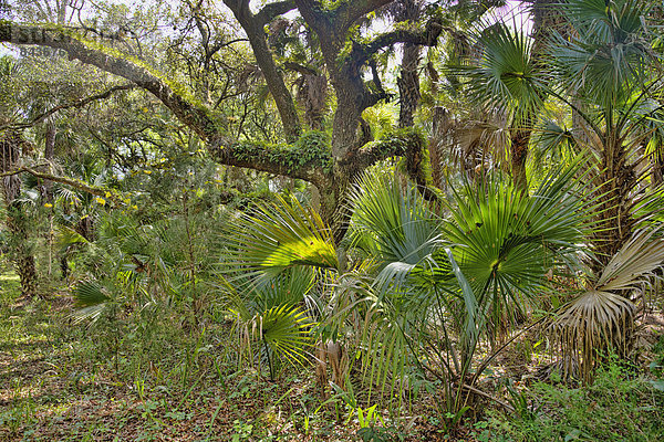 Vereinigte Staaten von Amerika  USA  Amerika  Landschaft  Natur  Florida