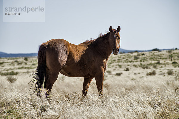 Vereinigte Staaten von Amerika  USA  Amerika  Tier  Pferd  Equus caballus  Arizona