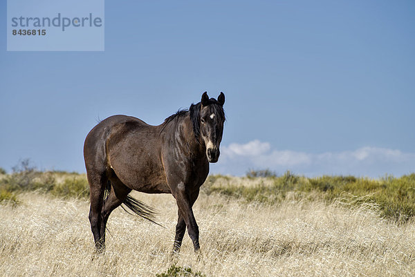 Vereinigte Staaten von Amerika  USA  Amerika  Tier  Pferd  Equus caballus  Arizona