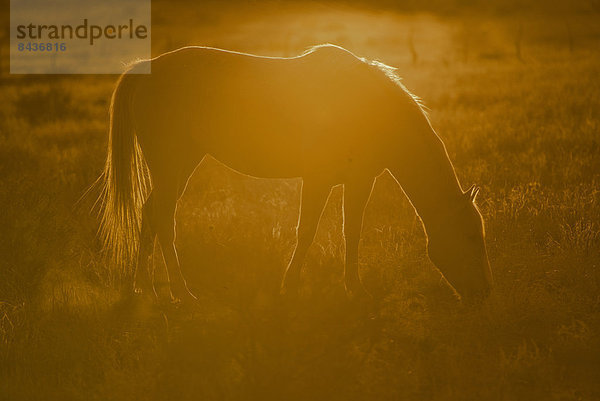 Vereinigte Staaten von Amerika  USA  Gegenlicht  Amerika  Sonnenuntergang  Tier  Pferd  Equus caballus  Arizona