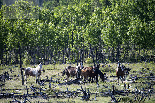 Amerika  Tier  Pferd  Equus caballus  Yukon  Kanada
