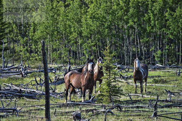 Amerika  Tier  Pferd  Equus caballus  Yukon  Kanada