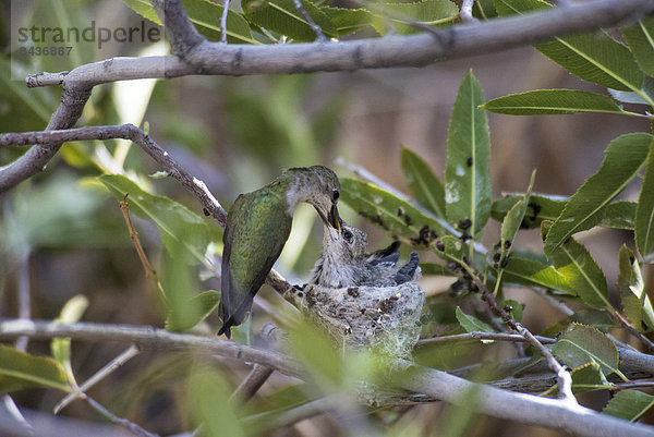 Vogel  Kolibri