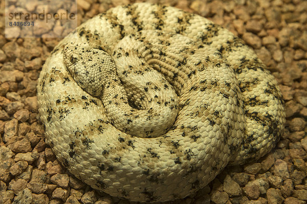 Klapperschlange  Reptilie  rund