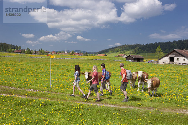 Hausrind Hausrinder Kuh gehen folgen Weg Landwirtschaft Dorf wandern Wegweiser Wanderweg