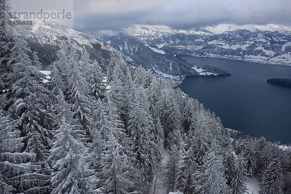 Landschaftlich schön landschaftlich reizvoll Europa Winter Landschaft See Luzern Schnee Schweiz Vierwaldstättersee Zentralschweiz
