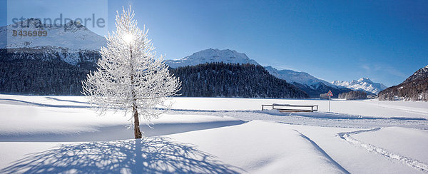 Landschaftlich schön landschaftlich reizvoll Europa Winter Baum Landschaft See Kanton Graubünden Engadin Schnee Schweiz