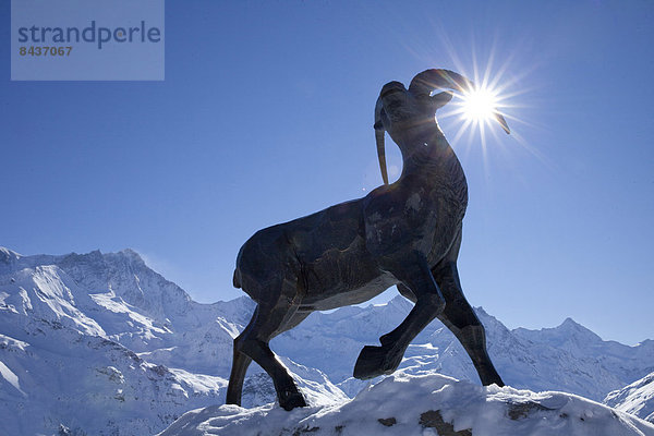 Steinbock Capra ibex Europa Berg Winter Statue Alpen Steinbock - Sternzeichen Schweiz