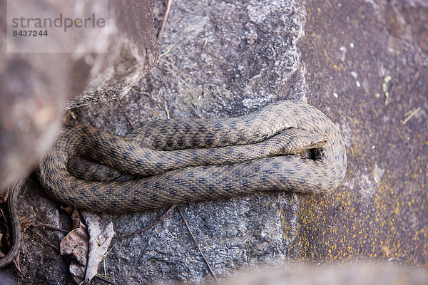 Europa  Stein  Gift  Tier  Reptilie  Schweiz