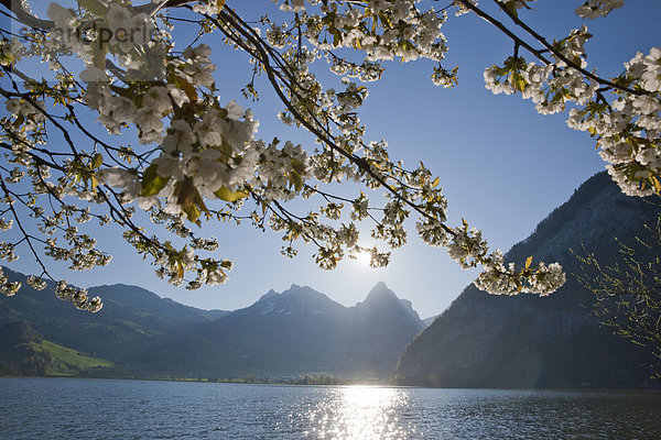 Kirschbaum Kirsche Europa Berg Baum See Mythologie Schweiz