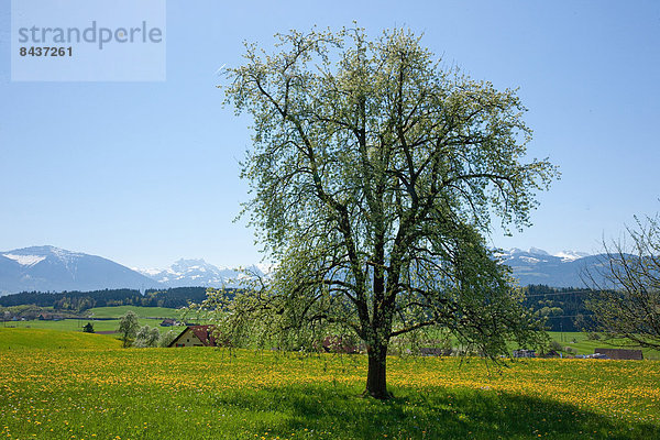 Europa Baum Landwirtschaft Alpen Schweiz