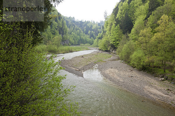 Landschaftlich schön landschaftlich reizvoll Wasser Europa Landschaft Wald fließen Fluss Bach Holz Bern Schweiz Gewässer