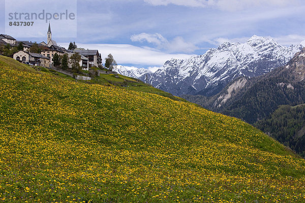 Europa Blume Dorf Kanton Graubünden Engadin Schweiz Unterengadin