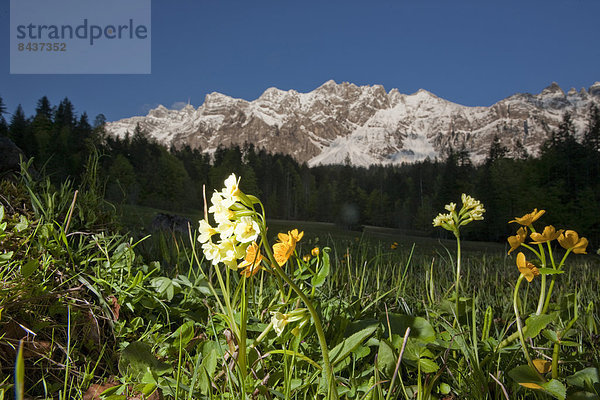 Wasser Europa Berg Blume Landwirtschaft Alpen Schweiz