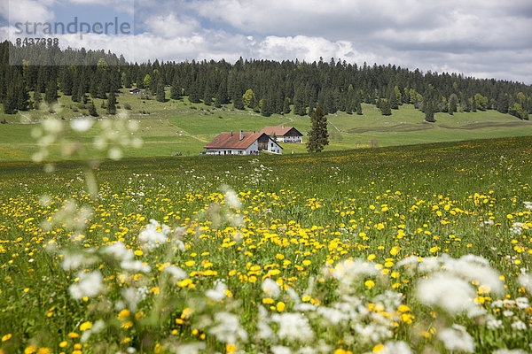 Landschaftlich schön landschaftlich reizvoll Bauernhaus Europa Blume Landschaft Landwirtschaft Dorf Wiese Schweiz