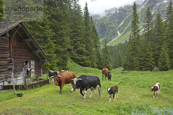 Hausrind Hausrinder Kuh Hütte Europa Landwirtschaft Bern Berner Oberland Schweiz Berghütte