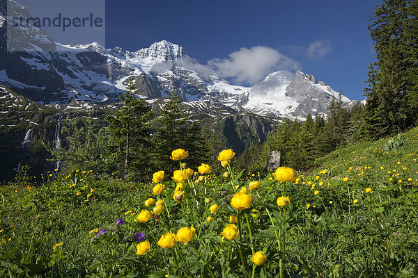Europa Berg Blume Wiese Berner Alpen Bern Berner Oberland Breithorn Schweiz
