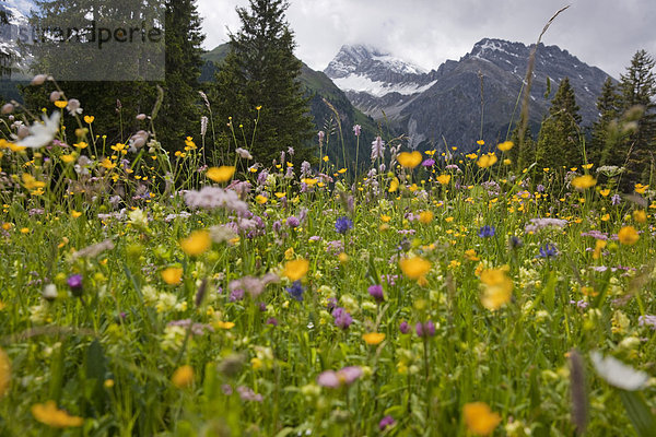 Europa Berg Blume Wiese Kanton Graubünden Schweiz