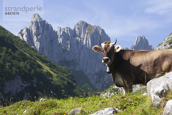 Hausrind Hausrinder Kuh Europa Berg Landwirtschaft Alpen Schweiz