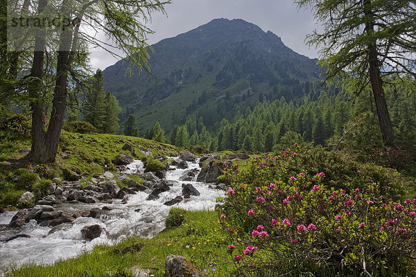 Wasser Europa Berg Blume fließen Fluss Bach Kanton Graubünden Schweiz Gewässer