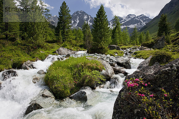 Wasser Europa Berg Blume fließen Fluss Bach Kanton Graubünden Schweiz Gewässer