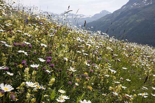 Blumenwiese Europa Berg Wiese Kanton Graubünden Engadin Schweiz