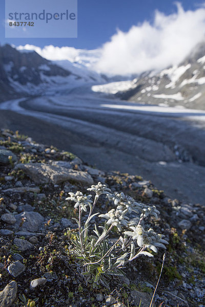 Landschaftlich schön landschaftlich reizvoll Edelweiß Leontopodium nivale Europa Berg Landschaft Eis Moräne Schweiz