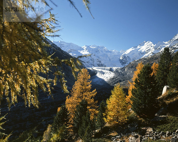 Europa Berg Wald Eis Holz Gletscher Herbst Kanton Graubünden Moräne Engadin Schweiz