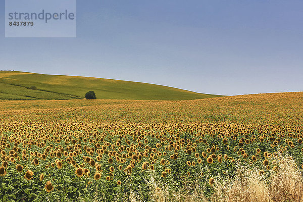 Europa Blume Wohnhaus Sommer gelb Landschaft grün Landwirtschaft Pflanze Sonnenblume helianthus annuus Andalusien Cadiz Spanien