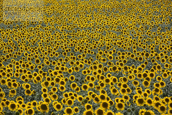 Europa Blume Wohnhaus Sommer gelb Landschaft grün Landwirtschaft Pflanze Sonnenblume helianthus annuus Andalusien Cadiz Spanien