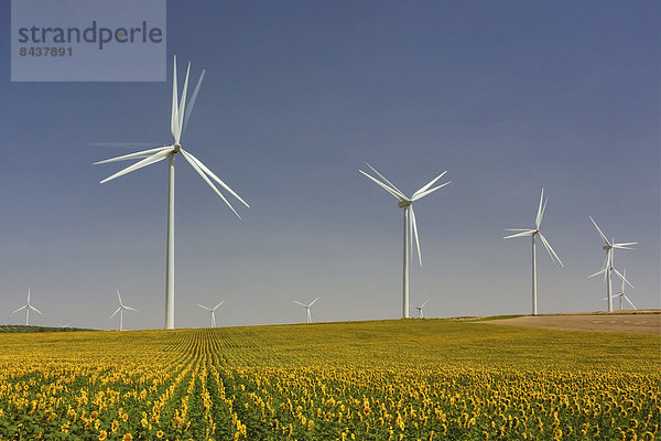 Europa Energie energiegeladen Wind Landwirtschaft Feld Sonnenblume helianthus annuus Andalusien Elektrizität Strom Stärke Spanien Turbine