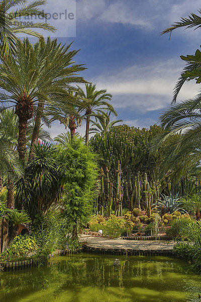 Palme  Europa  grün  Wahrzeichen  Garten  UNESCO-Welterbe  Elche  Alicante  Spanien