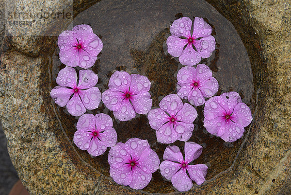 Detail  Details  Ausschnitt  Ausschnitte  Entspannung  Blume  pink  Spa  Brasilien  Buzios  Südamerika