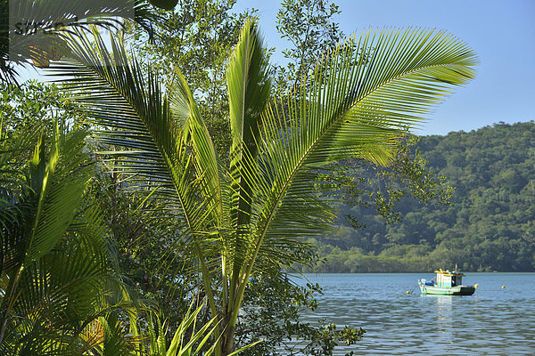 Tropisch  Tropen  subtropisch  Wasser  Boot  Einsamkeit  Bucht  Brasilien  Südamerika