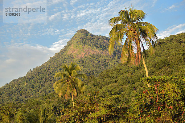 Tropisch  Tropen  subtropisch  Berg  Landschaft  Regenwald  niemand  Wald  Natur  Brasilien  Südamerika