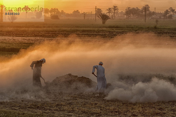 Mann  arbeiten  Sonnenaufgang  Landwirtschaft  Feld  Schaufel  Naher Osten  Afrika  Staub  Ägypten