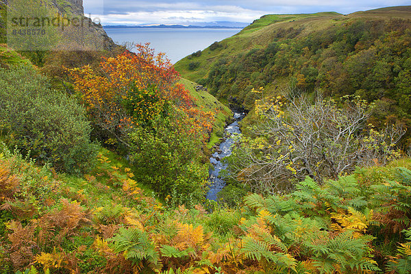 Europa  Großbritannien  Küste  Meer  Farn  Bach  Insel  Herbst  Schottland  Skye