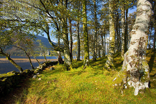 Wasser  Europa  Baum  Großbritannien  See  Herbst  Schottland