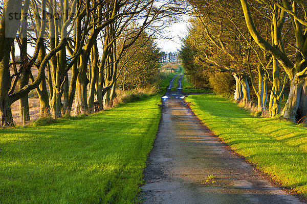 Europa  Baum  Großbritannien  Straße  Allee  Schottland  Weg