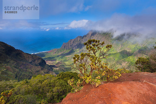 Vereinigte Staaten von Amerika  USA  Amerika  Küste  Meer  Aussichtspunkt  Pazifischer Ozean  Pazifik  Stiller Ozean  Großer Ozean  Hawaii  Kauai